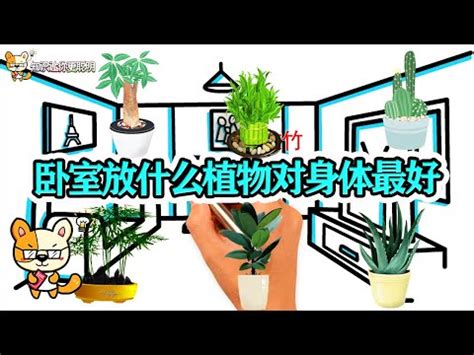 睡房植物風水|家居與辦公室 植物風水指南